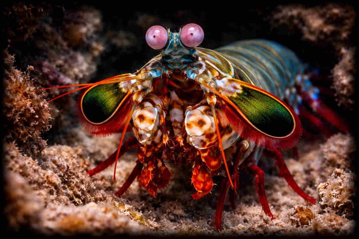 Mantis Shrimp Card