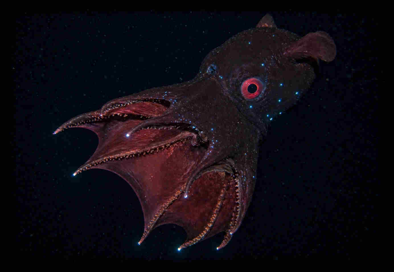 Vampire Squid Card